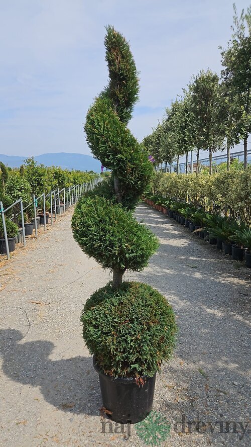 Cyprusovec leylandský guľa + špirála 200 cm v črepníku 40l Cupressocyparis Leylandii