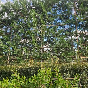 Cyprusovec Leylandský na špalieri š.150 v.150cmm v črepníku 65 l