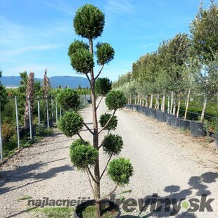 Cyprusovec leylandský Pom Pom bonsaj 180/200 cm, v črepníku Cupressocyparis leylandii Green