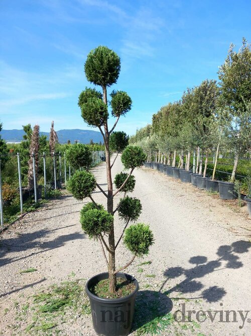 Cyprusovec leylandský Pom Pom bonsaj 180/200 cm, v črepníku Cupressocyparis leylandii Green