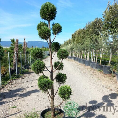 Cyprusovec leylandský Pom Pom bonsaj 180/200 cm, v črepníku Cupressocyparis leylandii Green
