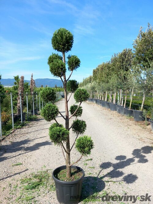 Cyprusovec leylandský Pom Pom bonsaj 180/200 cm, v črepníku Cupressocyparis leylandii Green