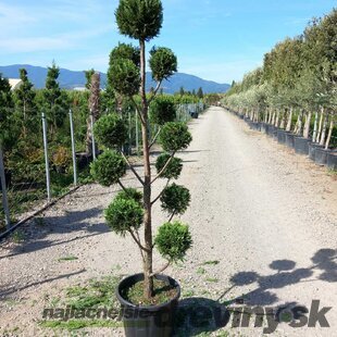 Cyprusovec leylandský Pom Pom bonsaj, výška 130/150 cm, v črepníku Cupressocyparis leylandii Pom Pom