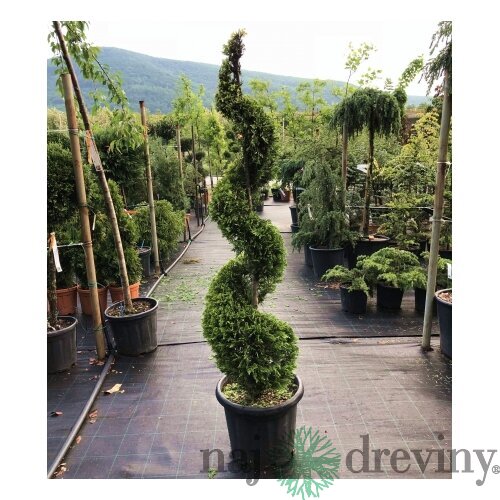 Cyprusovec leylandský špirála 140/160 cm, v črepníku 20l Cupressocyparis leylandii Green