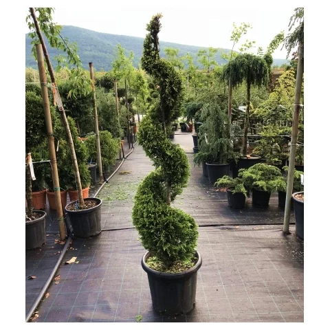 Cyprusovec leylandský špirála 140/160 cm, v črepníku 20l Cupressocyparis leylandii Green