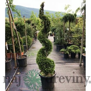 Cyprusovec leylandský špirála 140/160 cm, v črepníku 20l Cupressocyparis leylandii Green