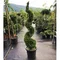 Cyprusovec leylandský špirála 140/160 cm, v črepníku 20l Cupressocyparis leylandii Green