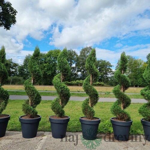 Cyprusovec leylandský špirála 225/250cm, v črepníku 40L Cupressocyparis leylandii spiral
