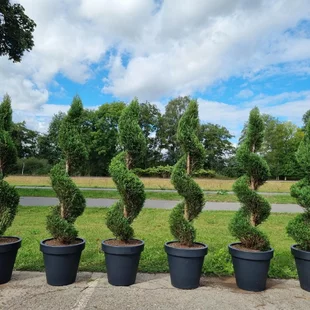 Cyprusovec leylandský špirála 225/250cm, v črepníku 40L Cupressocyparis leylandii spiral