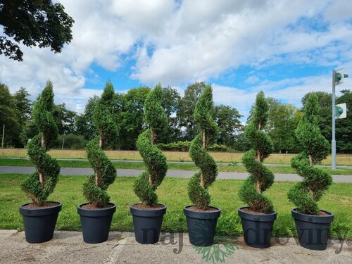 Cyprusovec leylandský špirála 225/250cm, v črepníku 40L Cupressocyparis leylandii spiral