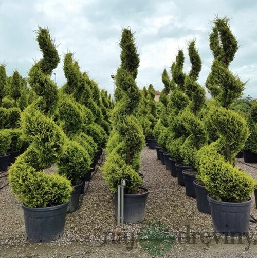 Cyprusovec leylandský špirála 350 + cm, v črepníku Cupressocyparis leylandii castlewellan gold