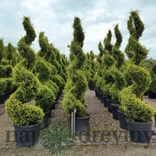 Cyprusovec leylandský špirála 350 + cm, v črepníku Cupressocyparis leylandii castlewellan gold