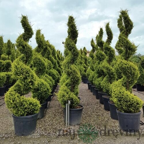 Cyprusovec leylandský špirála 350 + cm, v črepníku Cupressocyparis leylandii castlewellan gold