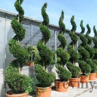 Cyprusovec leylandský špirála, výška 200/250 cm, v črepníku Cupressocyparis leylandii Green
