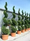 Cyprusovec leylandský špirála, výška 200/250 cm, v črepníku Cupressocyparis leylandii Green