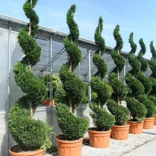Cyprusovec leylandský špirála, výška 200/250 cm, v črepníku Cupressocyparis leylandii Green
