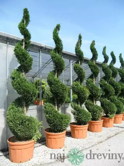 Cyprusovec leylandský špirála, výška 200/250 cm, v črepníku Cupressocyparis leylandii Green
