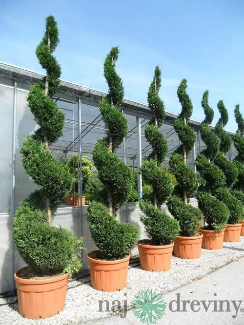 Cyprusovec leylandský špirála, výška 200/250 cm, v črepníku Cupressocyparis leylandii Green