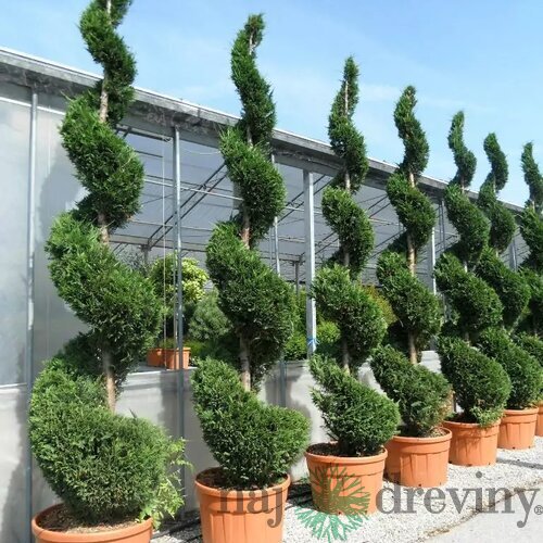 Cyprusovec leylandský špirála, výška 200/250 cm, v črepníku Cupressocyparis leylandii Green