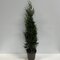 Cyprusovec leylandský ‘Tweeduizendéén‘, výška 40/60 cm, v črepníku 3l Cupressocyparis x leylandii ‘Tweeduizendéén‘