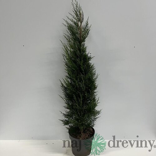 Cyprusovec leylandský ‘Tweeduizendéén‘, výška 40/60 cm, v črepníku 3l Cupressocyparis x leylandii ‘Tweeduizendéén‘
