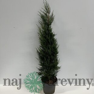 Cyprusovec leylandský ‘Tweeduizendéén‘, výška 40/60 cm, v črepníku 3l Cupressocyparis x leylandii ‘Tweeduizendéén‘