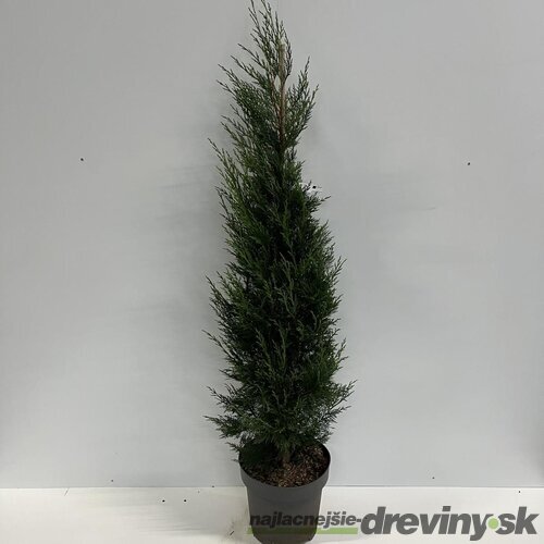 Cyprusovec leylandský ‘Tweeduizendéén‘, výška 40/60 cm, v črepníku 3l Cupressocyparis x leylandii ‘Tweeduizendéén‘