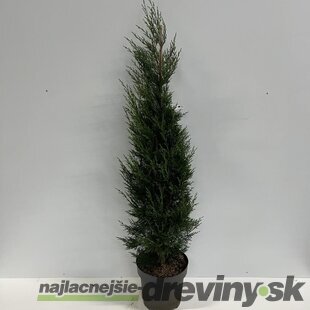 Cyprusovec leylandský ‘Tweeduizendéén‘, výška 40/60 cm, v črepníku 3l Cupressocyparis x leylandii ‘Tweeduizendéén‘