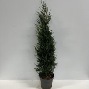 Cyprusovec leylandský ‘Tweeduizendéén‘, výška 40/60 cm, v črepníku 3l Cupressocyparis x leylandii ‘Tweeduizendéén‘
