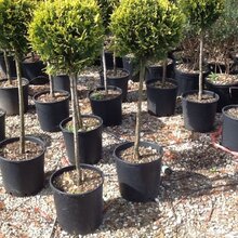 Cyprusovec Obstusa aurea na kmienku 40/50 cm, v črepníku Cupressocyparis Obstusa aurea