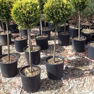 Cyprusovec Obstusa aurea na kmienku 40/50 cm, v črepníku Cupressocyparis Obstusa aurea