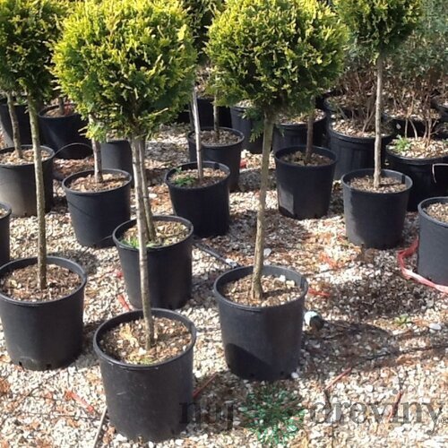 Cyprusovec Obstusa aurea na kmienku 40/50 cm, v črepníku Cupressocyparis Obstusa aurea