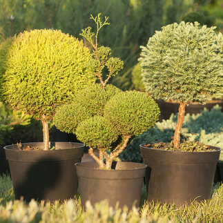 Cypruštek a Borievka vhodné ako bonsai
