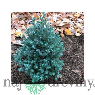 Cypruštek hrachonosný Baby Blue 20/40 cm, v črepníku Chamaecyparis pisifera Baby Blue