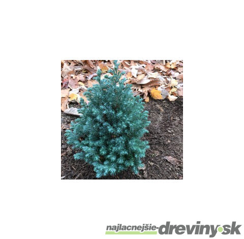 Cypruštek hrachonosný Baby Blue 20/40 cm, v črepníku Chamaecyparis pisifera Baby Blue