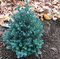 Cypruštek hrachonosný Baby Blue 20/40 cm, v črepníku Chamaecyparis pisifera Baby Blue