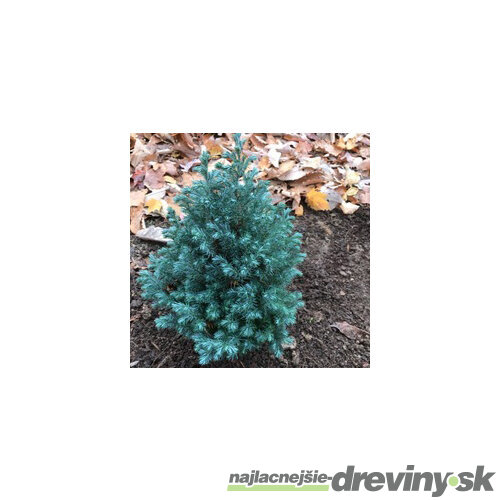 Cypruštek hrachonosný Baby Blue 20/40 cm, v črepníku Chamaecyparis pisifera Baby Blue