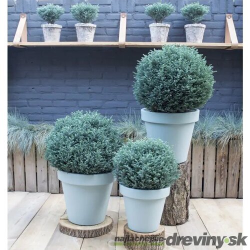 Cypruštek hrachonosný Blue Planet, výška 25/35 cm, v črepníku 3l Chamaecyparis pisifera