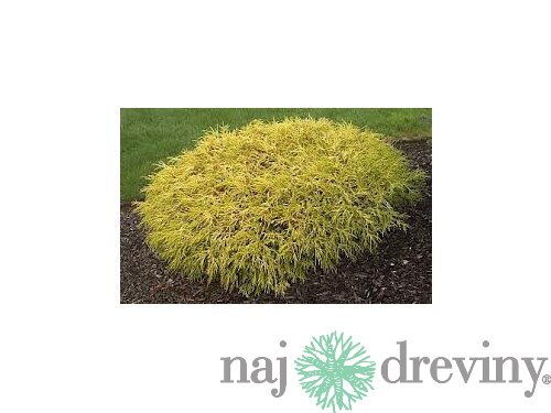 Cypruštek hrachonosný (Chamaecyparis Pisifera)