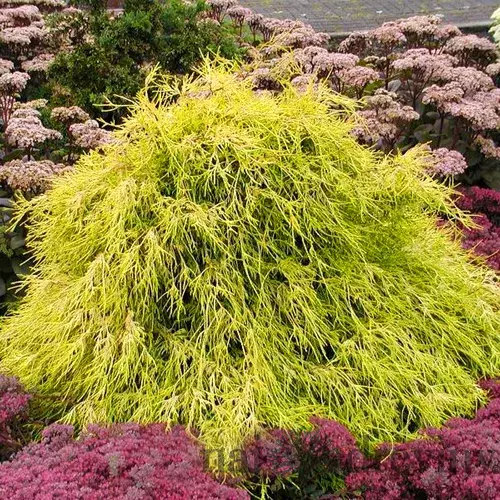 Cypruštek hrachonosný Filifera Aurea, 25-30cm, v črepníku Chamaecyparis pisifera Filifera Aurea