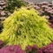 Cypruštek hrachonosný Filifera Aurea, 25-30cm, v črepníku Chamaecyparis pisifera Filifera Aurea
