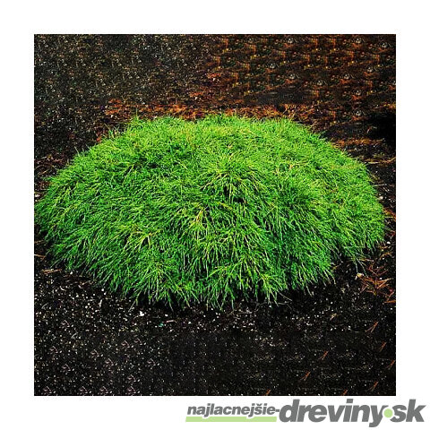 Cypruštek hrachonosný Filifera Nana, výška 20/30cm, v črepníku Chamaecyparis pisifera Filifera Nana