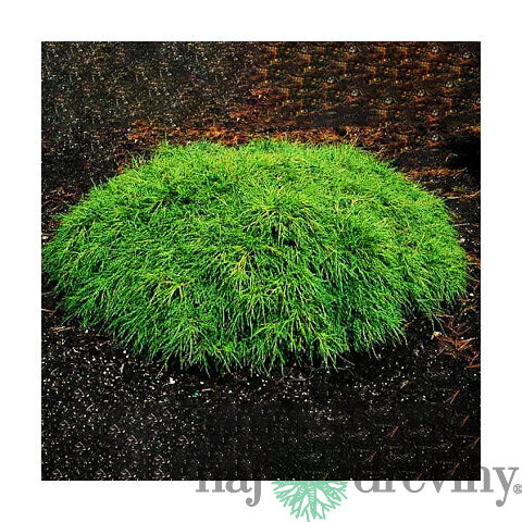 Cypruštek hrachonosný Filifera Nana, výška 20/30cm, v črepníku Chamaecyparis pisifera Filifera Nana