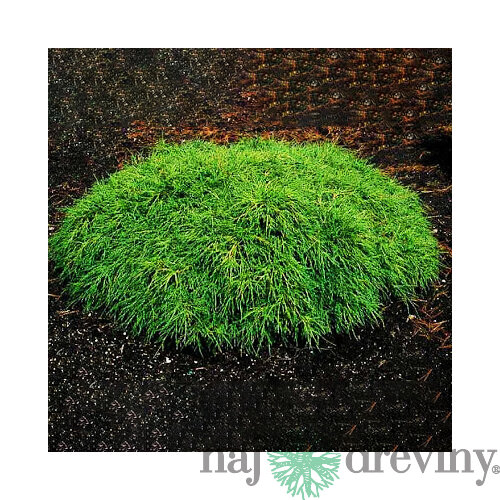 Cypruštek hrachonosný Filifera Nana, výška 20/30cm, v črepníku Chamaecyparis pisifera Filifera Nana