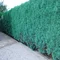 Cypruštek lawsonov Columnaris, v črepníku 30/40 cm Chamaecyparis lawsoniana Columnaris