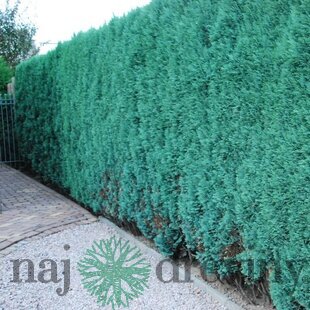 Cypruštek lawsonov Columnaris, v črepníku 30/40 cm Chamaecyparis lawsoniana Columnaris