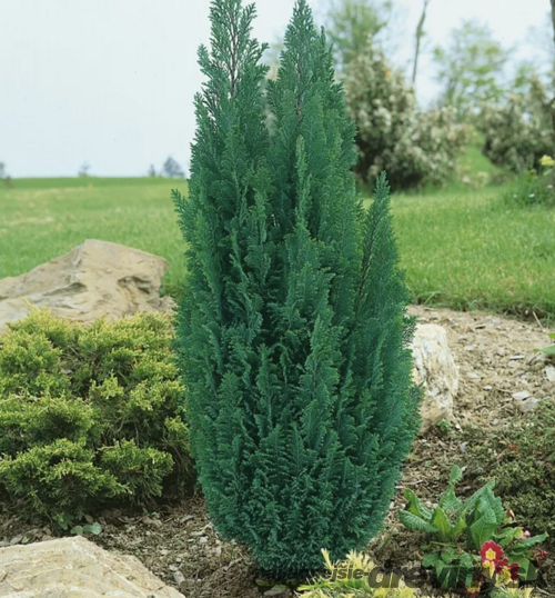 Cypruštek lawsonov Ellwoodii -výnimočný živý plot , výška 25/35 cm, v črepníku Chamaecyparis lawsoniana Ellwoodii