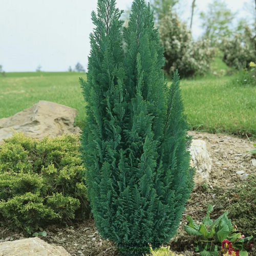Cypruštek lawsonov Ellwoodii -výnimočný živý plot , výška 25/35 cm, v črepníku Chamaecyparis lawsoniana Ellwoodii