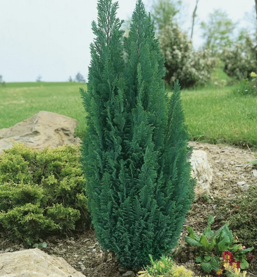 Cypruštek lawsonov Ellwoodii -výnimočný živý plot , výška 25/35 cm, v črepníku Chamaecyparis lawsoniana Ellwoodii