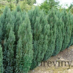 Cypruštek lawsonov Ellwoodii, výška 30/40 cm, v črepníku Chamaecyparis laws. ‘Ellwoodii‘